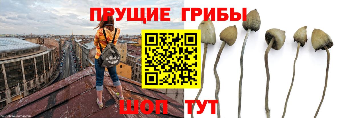 Галлюциногенные грибы ЛСД  Галлюциногенные грибы Psilocybine cubensis  купить наркоту  Зерноград  Вход с VPN 